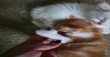 Maine Coon cats - Advert 15