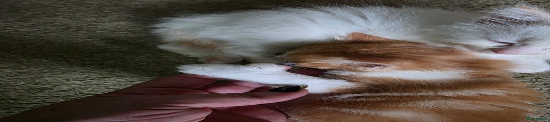 Maine Coon Kitten 4
