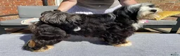 Tibetan Terrier dogs for sale: Gold Sable & White Tibetan Terrier Girl - Advert 6