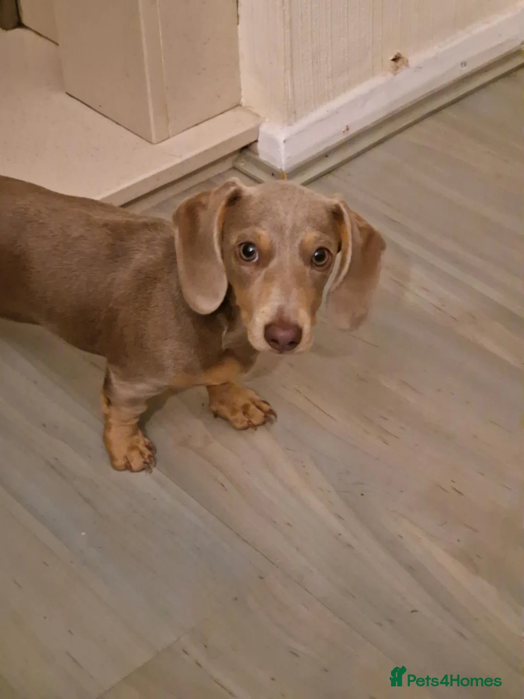 Dachshund dogs for adoption: Miniature dachshund  in Hove - Advert 1