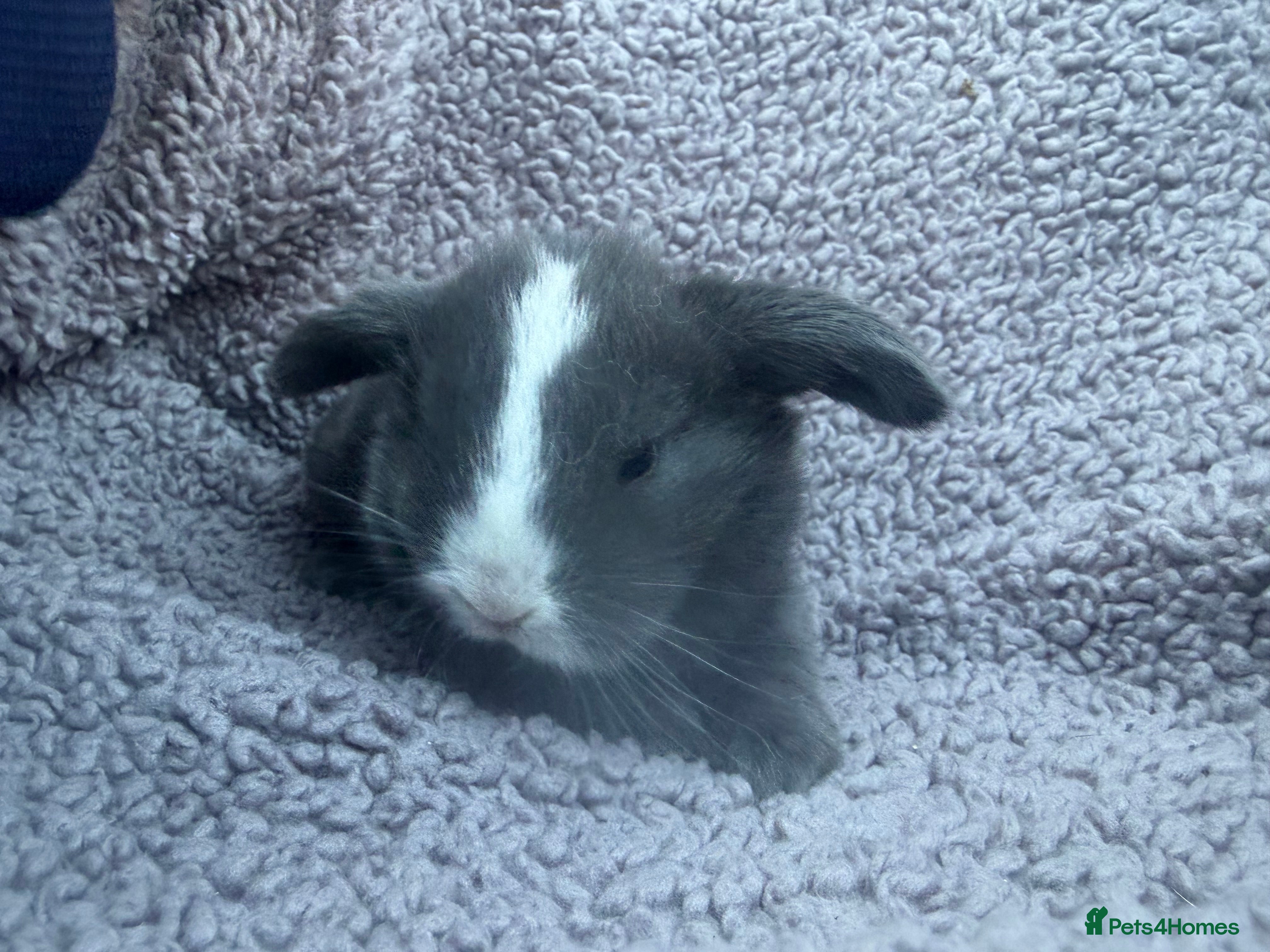 Mini Lop rabbits MINI LOPS READY 29th - Advert 7