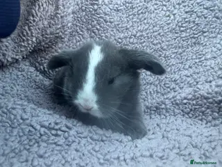 Mini Lop rabbits MINI LOPS READY 29th - Advert 7