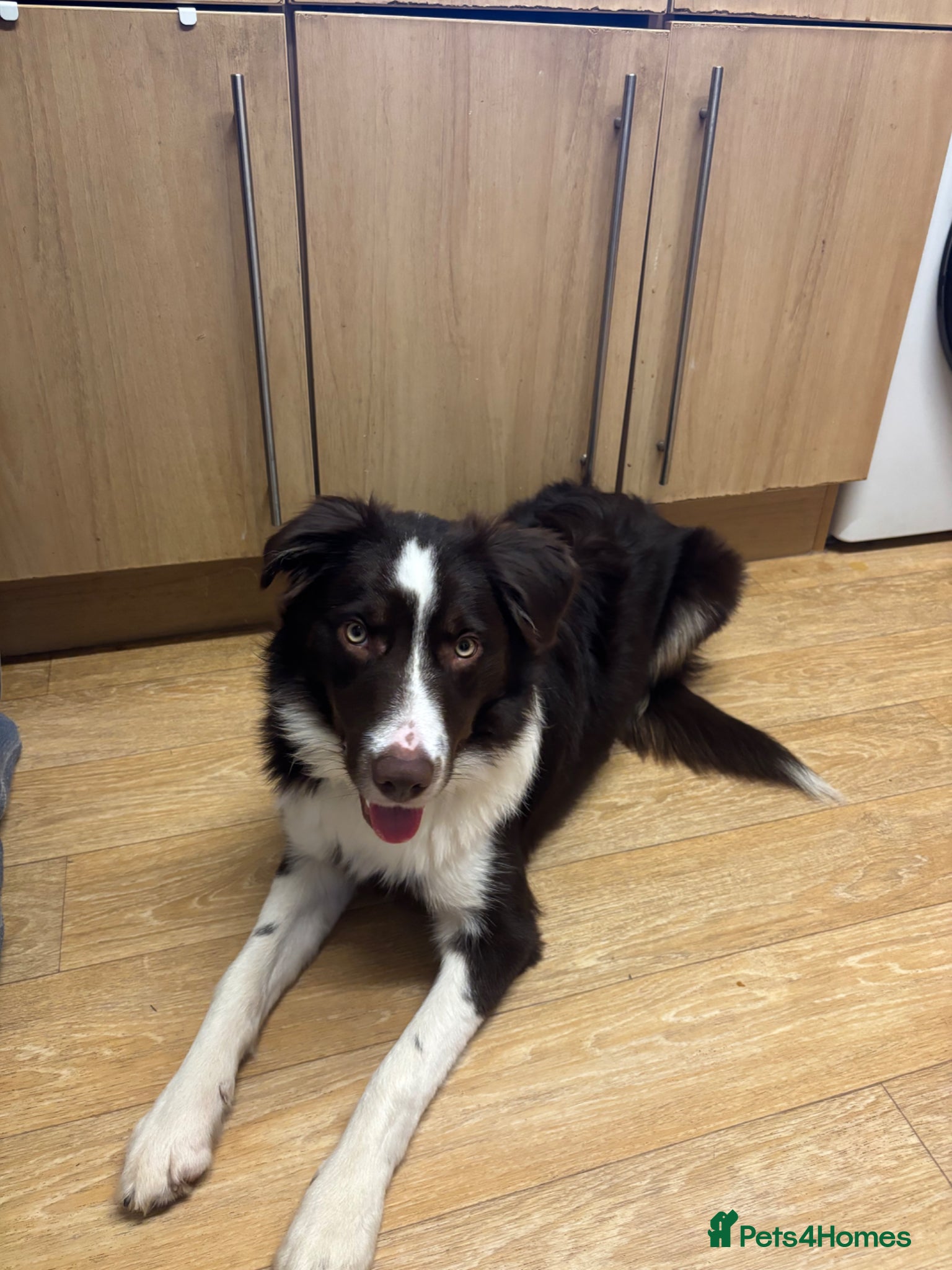 Border Collie dogs border colie - Advert 4