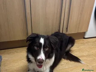 Border Collie dogs border colie - Advert 1