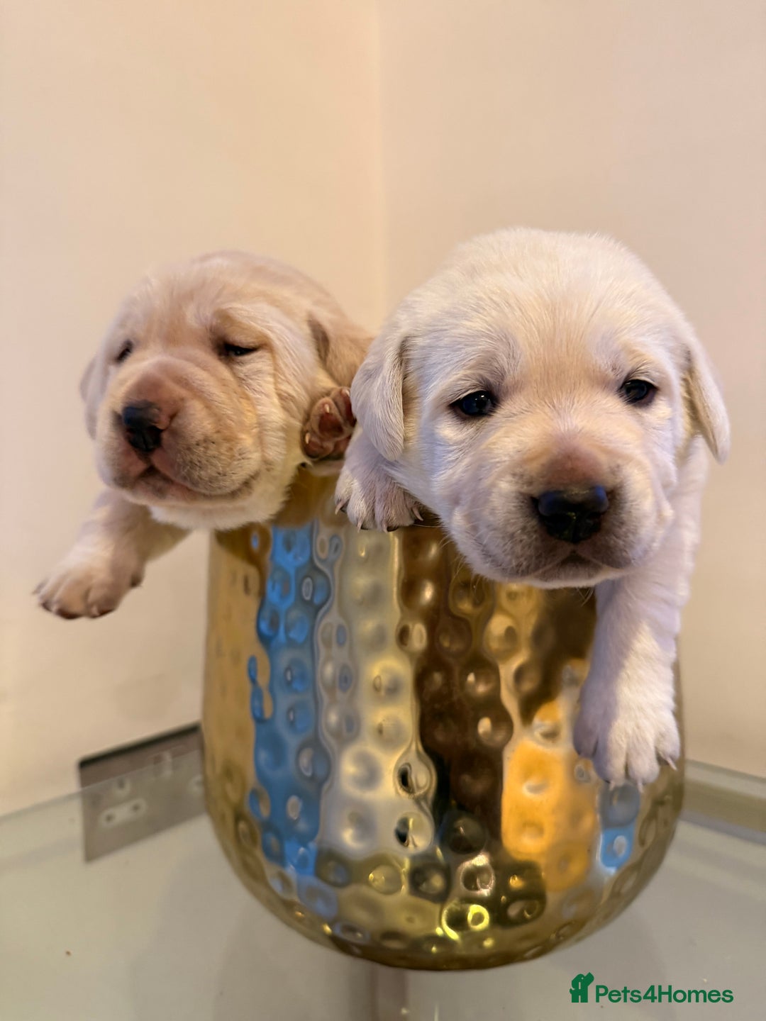 Labrador Retriever dogs for sale: Labrador retriever puppies  - Advert 7