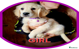 Golden Retriever dogs for sale: Golden retriever puppies KC REGISTERED  - Image 7