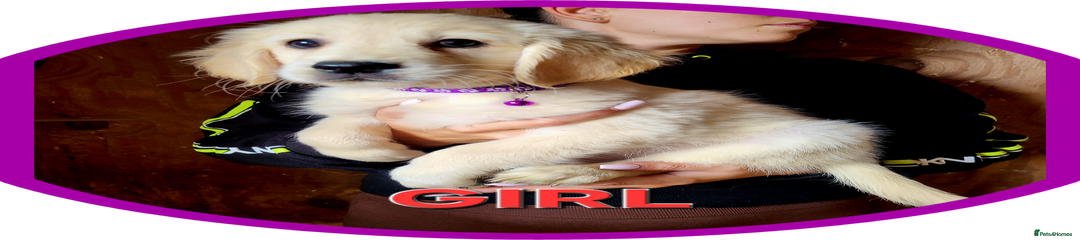 Golden Retriever Puppy 6