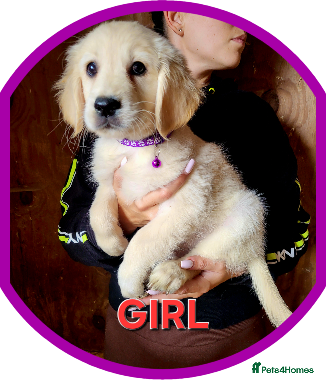 Golden Retriever dogs for sale: Golden retriever puppies KC REGISTERED  - Image 7