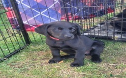 Labrador Retriever dogs for sale: Working labrador puppies  - Image 10