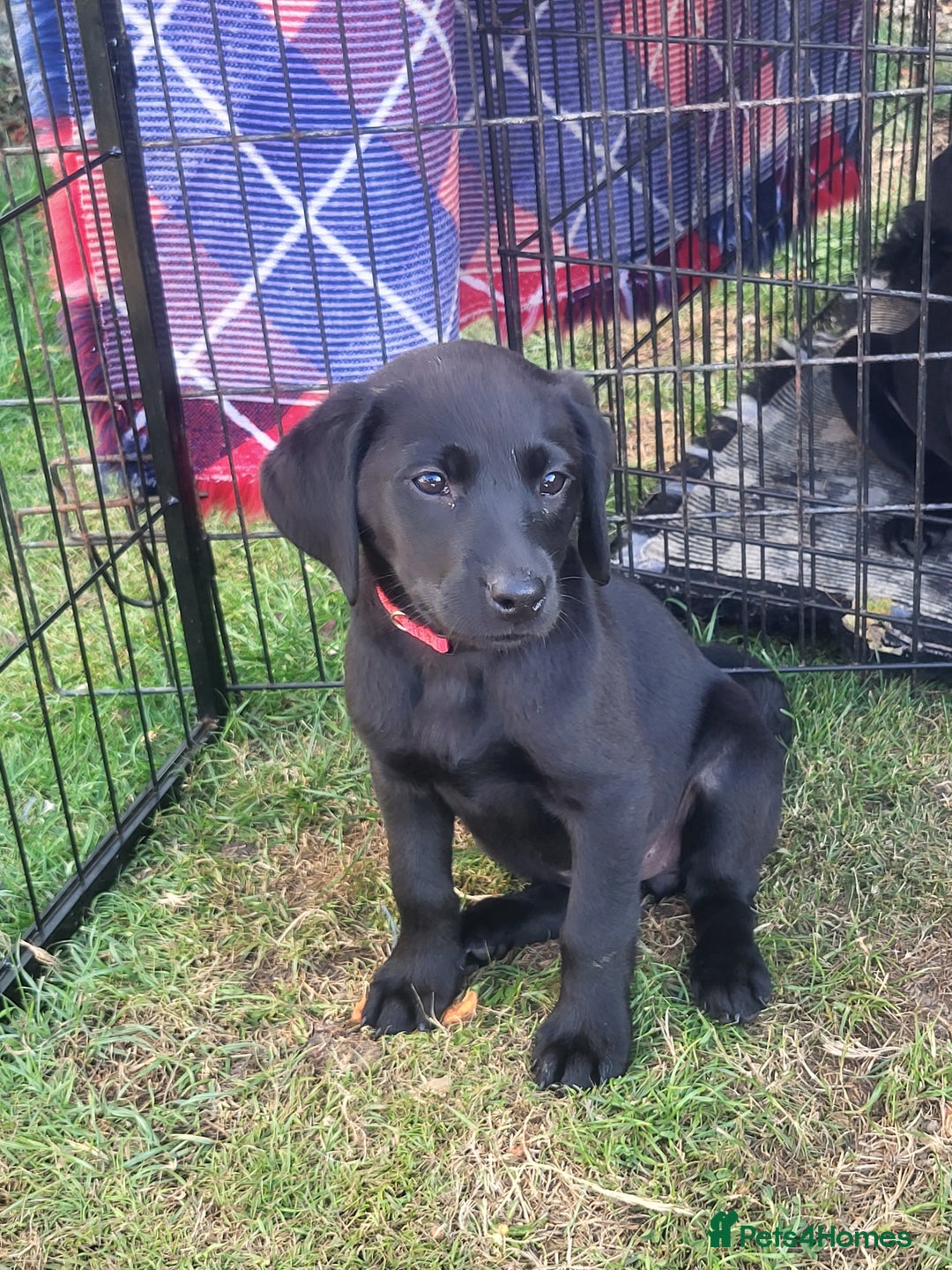 Labrador Retriever dogs for sale: Working labrador puppies  - Image 10