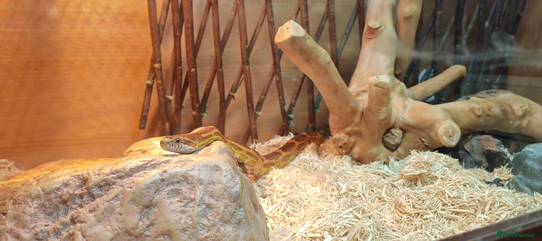 Corn Snake reptiles for sale: Female Adult Corn Snake - Advert 1