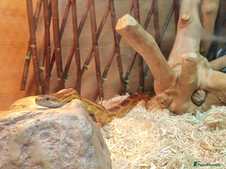 Corn Snake reptiles for sale: Female Adult Corn Snake - Advert 1