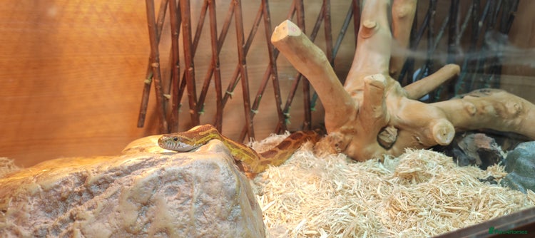 Corn Snake reptiles Female Adult Corn Snake - Advert 1