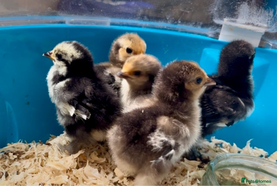 Chickens poultry Frizzle Pekin bantam chicks - Advert 13