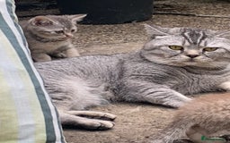 British Shorthair cats for sale: British shorthair kittens  - Image 10