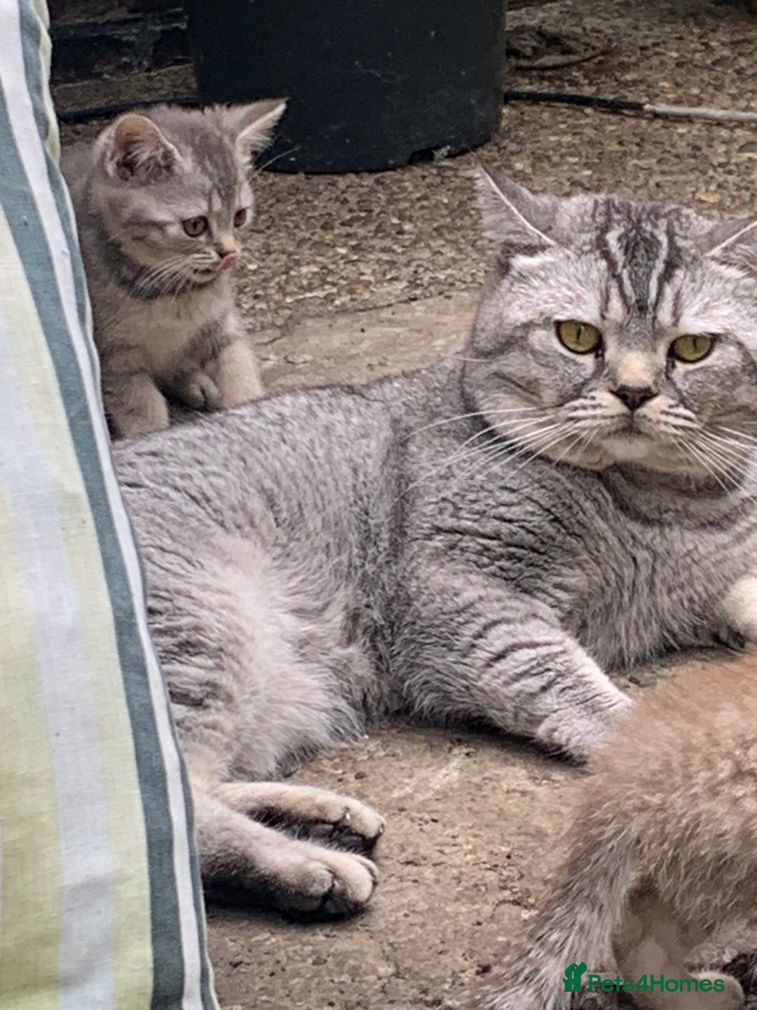 British Shorthair cats for sale: British shorthair kittens  - Image 10