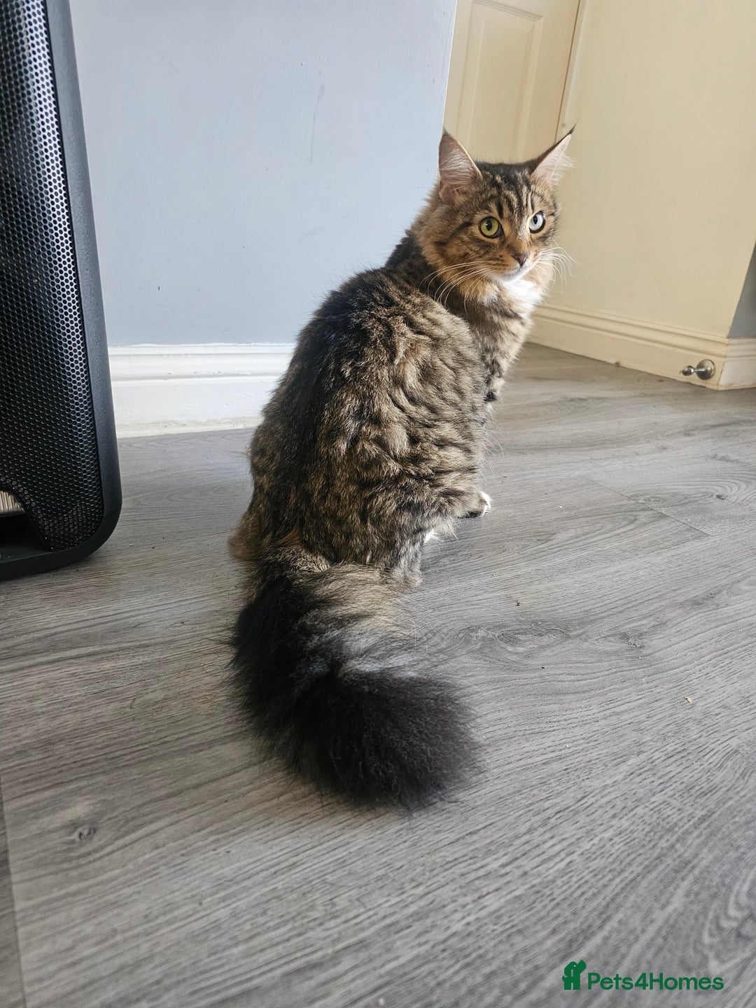 Maine Coon cats for sale: Maine Coon × Siberian - Advert 9