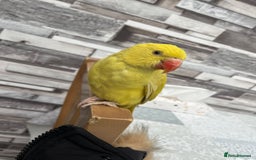 Budgerigars birds for sale: Handreared Tame Yellow Ringneck  - Image 3