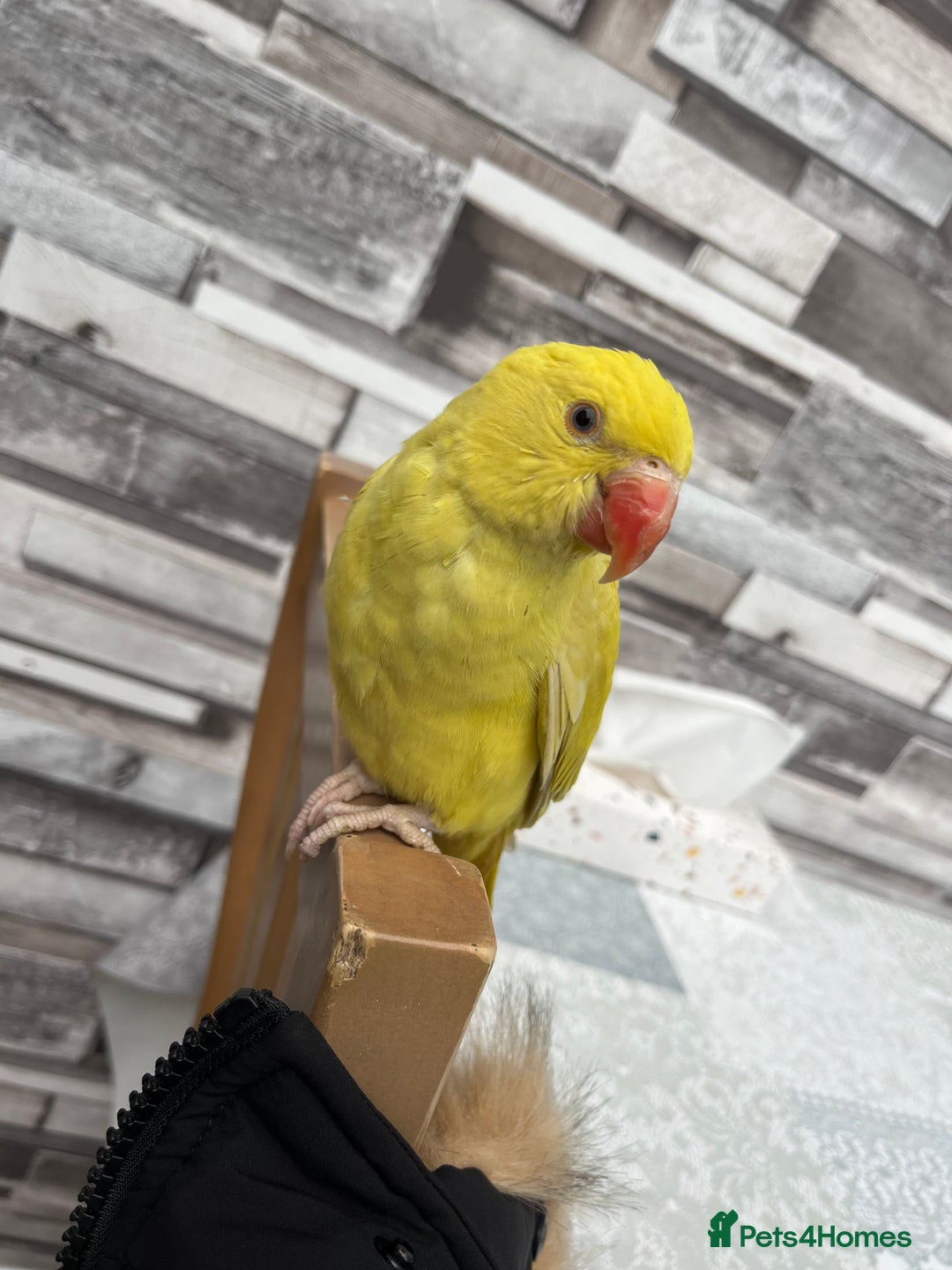 Budgerigars birds for sale: Handreared Tame Yellow Ringneck  - Image 3