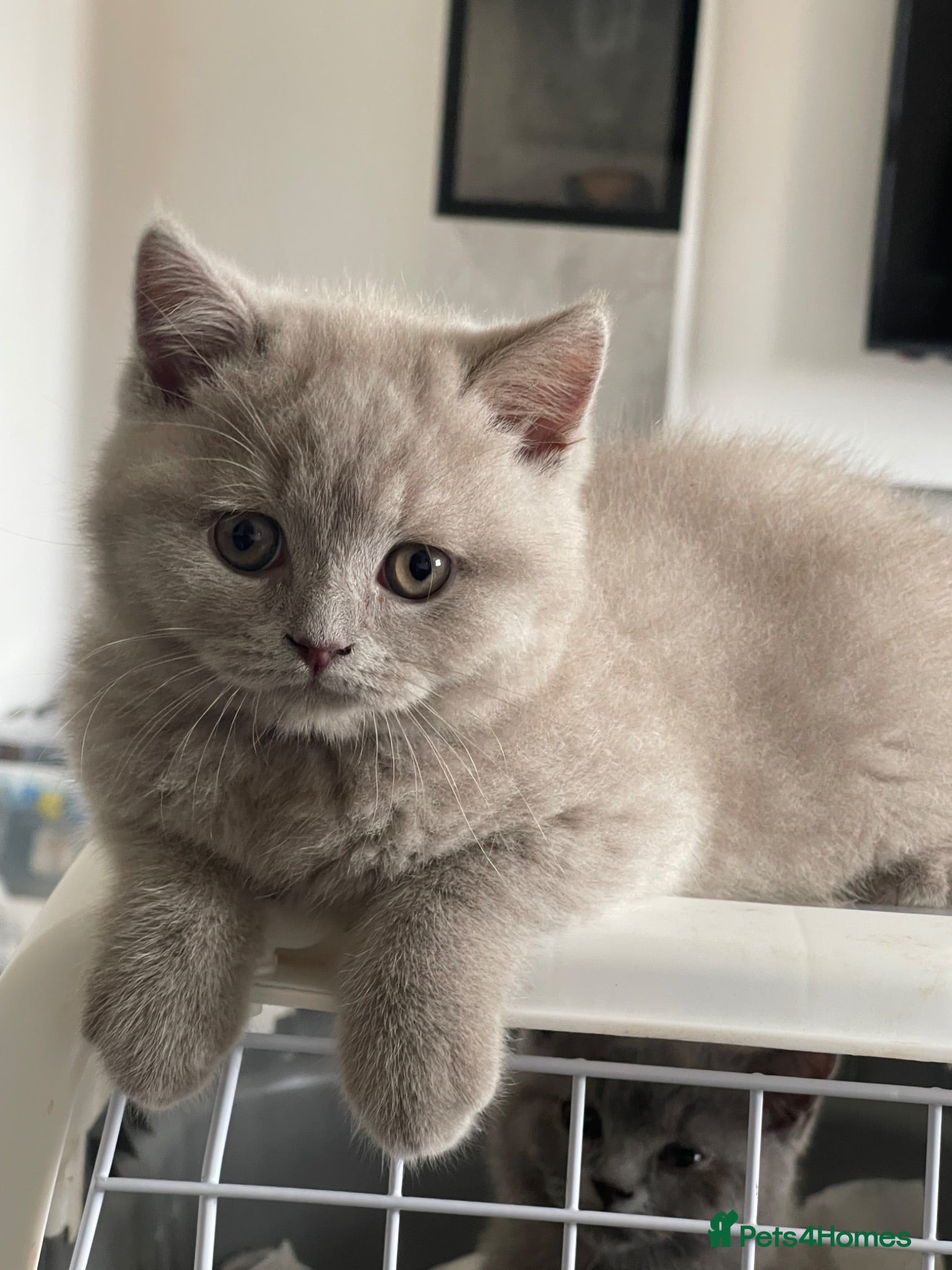 British Shorthair cats GORGEOUS PEDIGREE BRITISH SHORTHAIR  - Advert 22