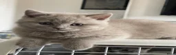 British Shorthair cats for sale: GORGEOUS PEDIGREE BRITISH SHORTHAIR  - Advert 5