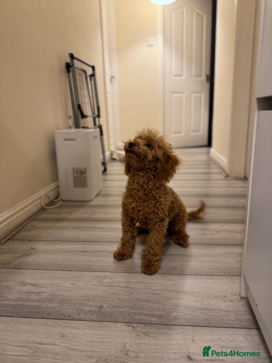 Toy Poodle dogs for sale: 6 month old toy poddle  - Advert 7