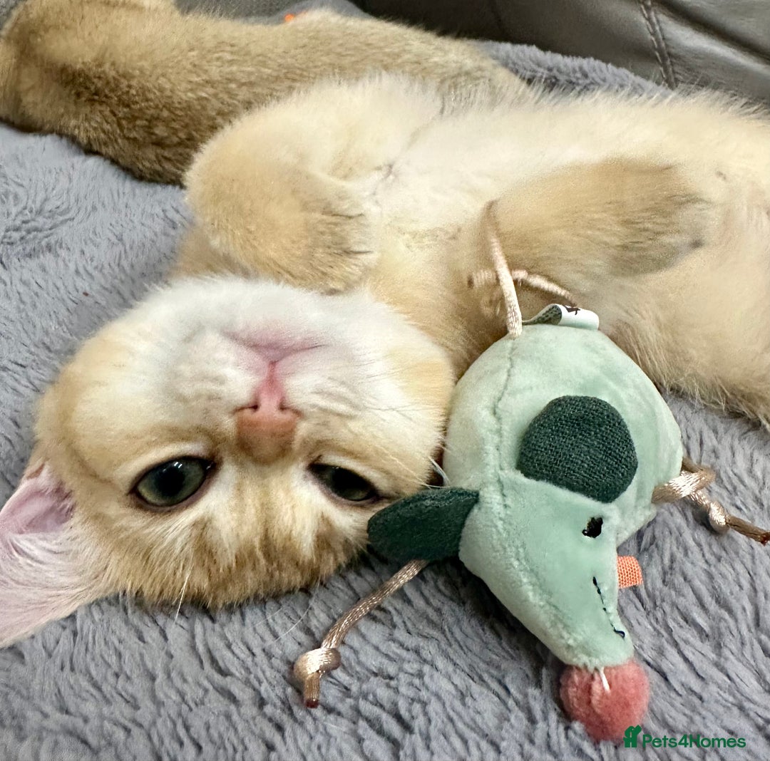 British Shorthair cats for sale: Last British Shorthair Golden kitten GCCF reg - Advert 12