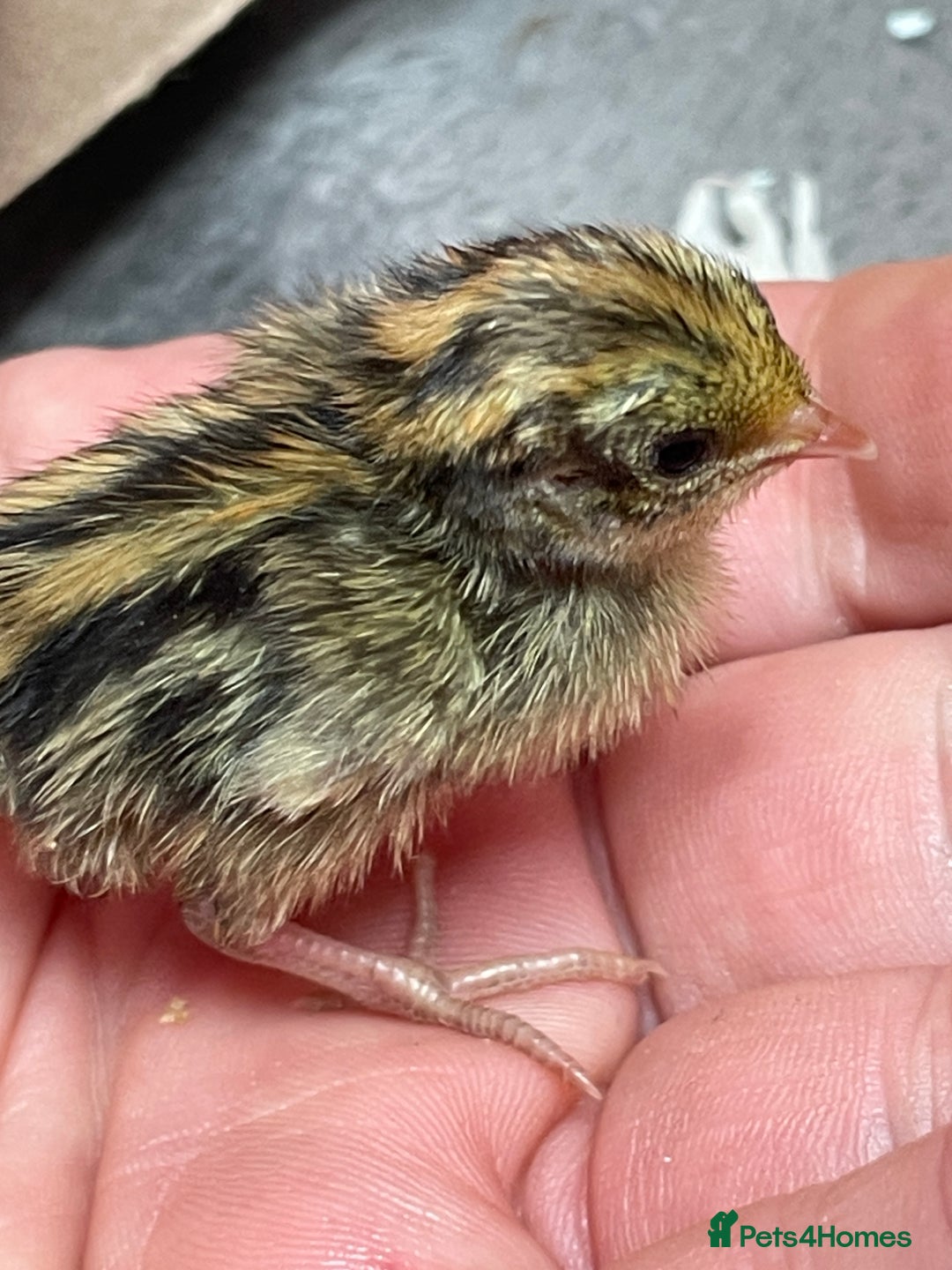 Quail poultry for sale: Chinese Painted Button Quail Chicks - Advert 3