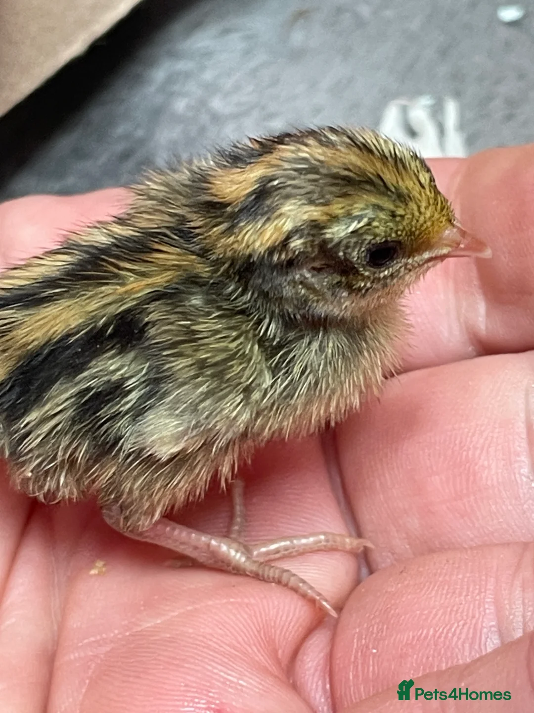 Quail poultry for sale: Chinese Painted Button Quail Chicks - Advert 3