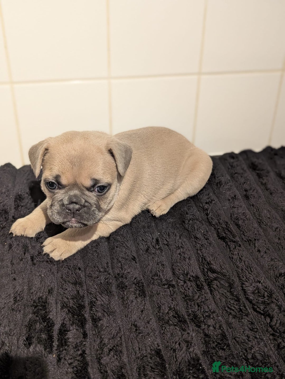 French Bulldog dogs for sale: 6 lovely French bulldog puppies  - Advert 8
