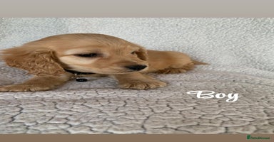 Cocker Spaniel dogs for sale in Swanley - Advert 14