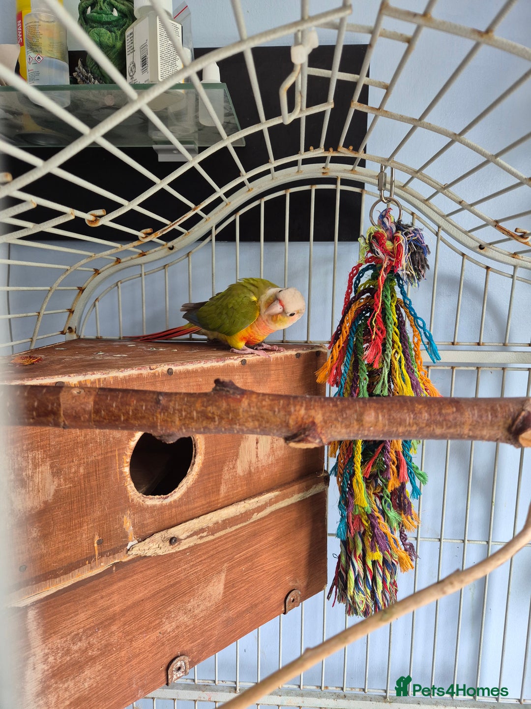 Conures birds for sale: pair of conures for sale - Image 2
