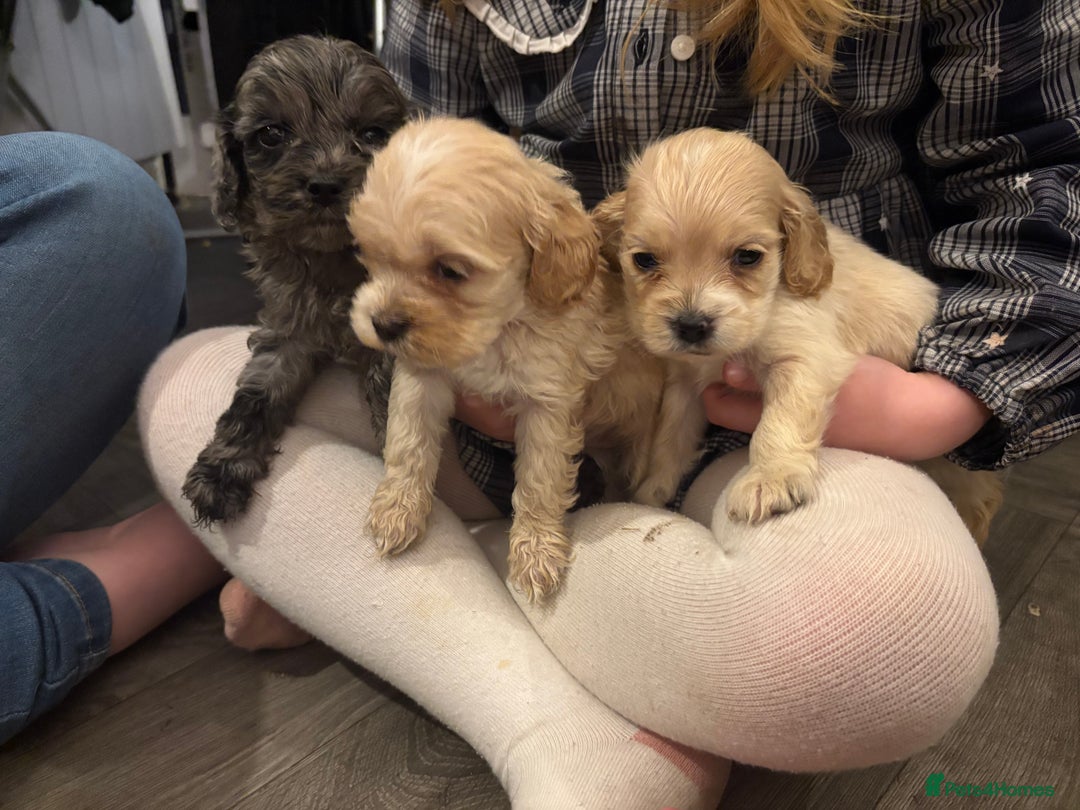 Cockapoo dogs for sale: Beautiful cockapoos - Advert 5