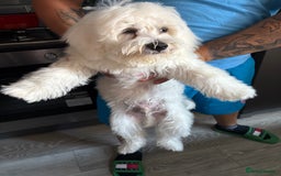 Maltese dogs for sale: Mirka - Image 1