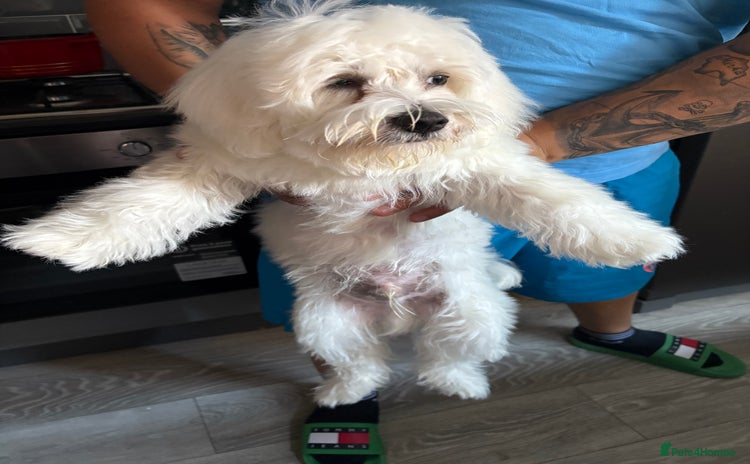 Maltese dogs - Advert 1