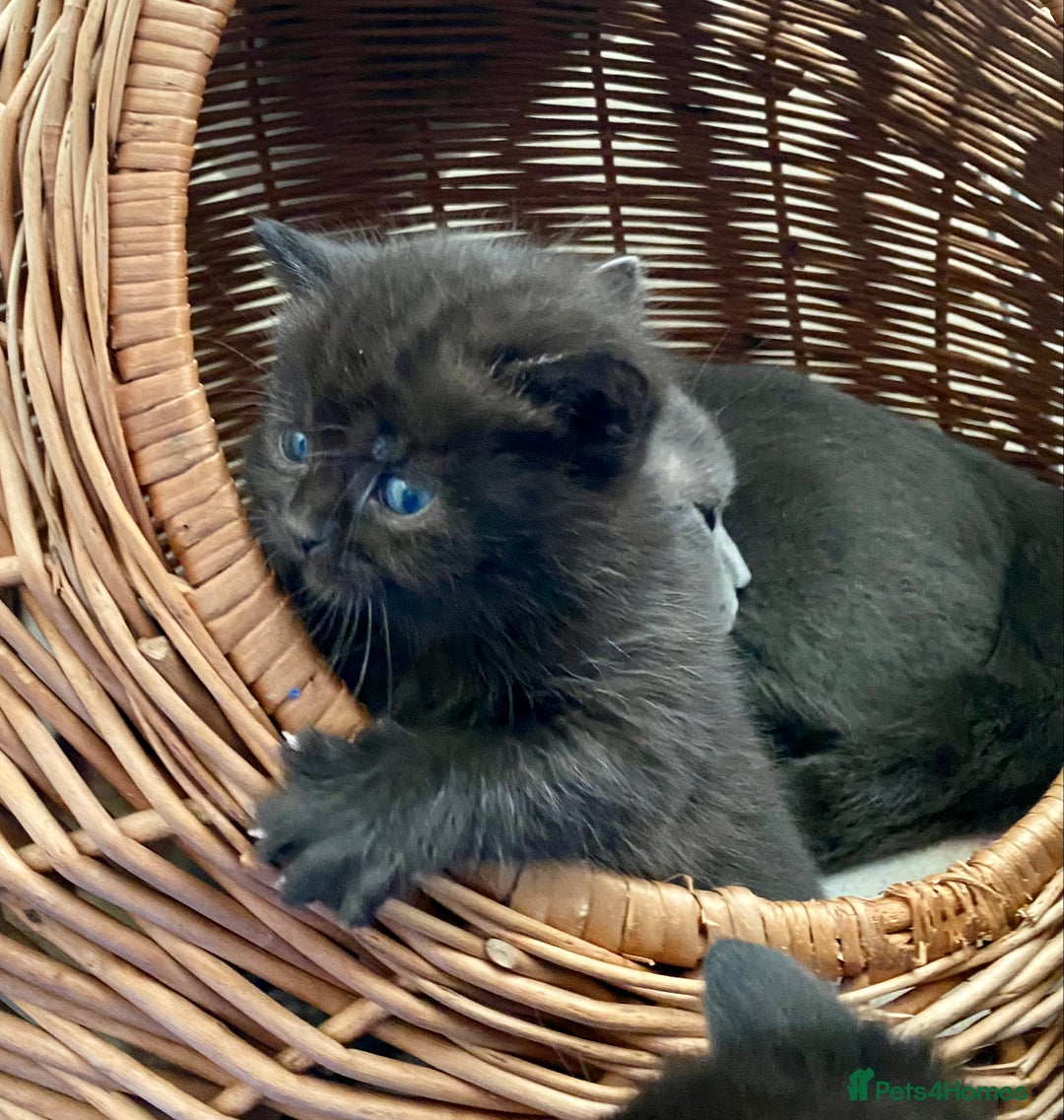 British Shorthair cats for sale: British shorthair black cross kittens  - Advert 9