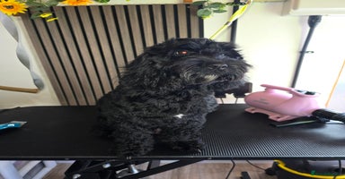 Cockapoo dogs - Advert 4