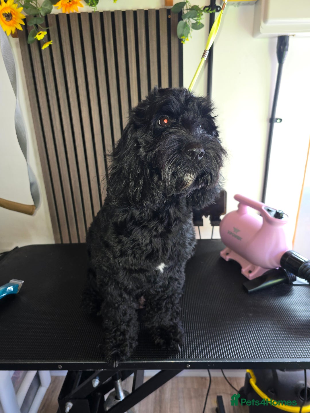 Cockapoo dogs for sale: ✨️ Beautiful F1B Cockapoo Puppies✨️ - Image 2