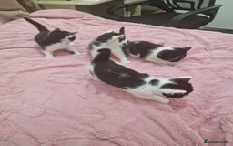 Mixed Breed cats for sale: 🐾 Adorable Kittens Looking for Loving Homes 💕 - Image 3