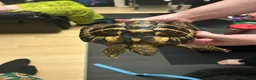 Hermann Tortoise reptiles for sale: 7 year old believe male hermanns tortoise - Advert 2