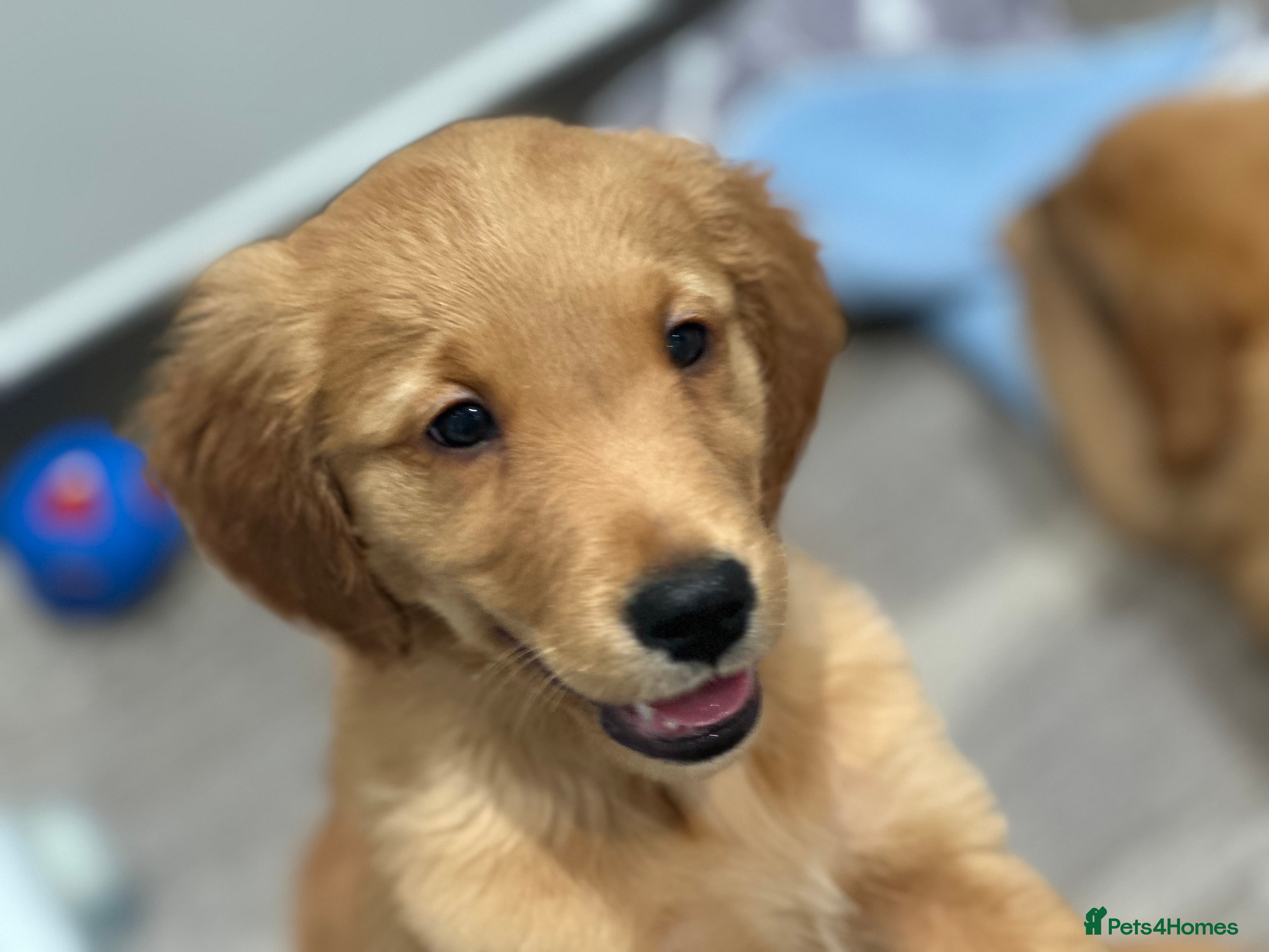 Golden Retriever dogs Dark Golden KC registered Golden retrievers - Advert 7