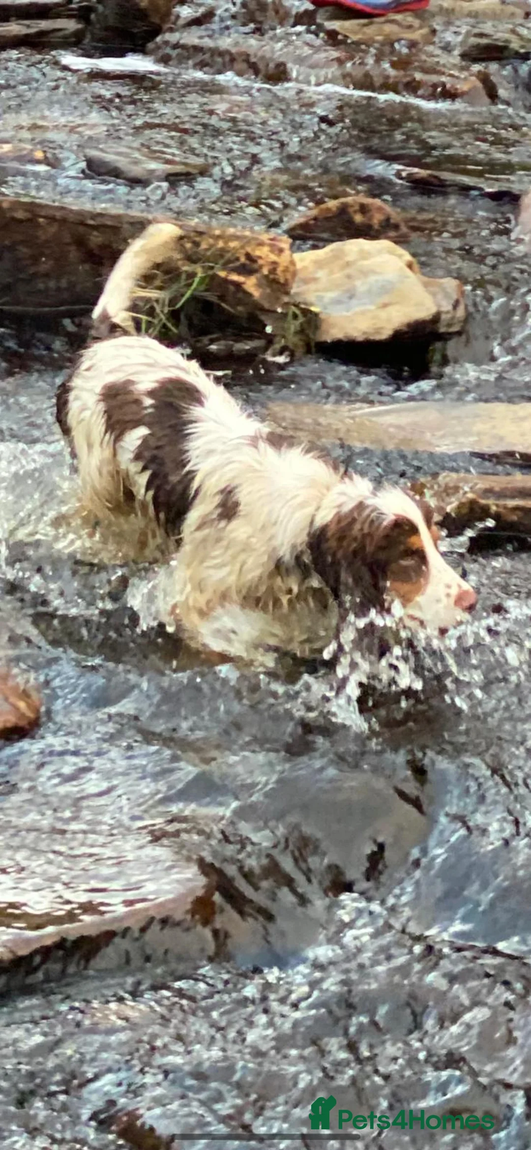 Cocker Spaniel dogs for sale: Cocker spaniel puppies in Llanfyllin - Advert 2