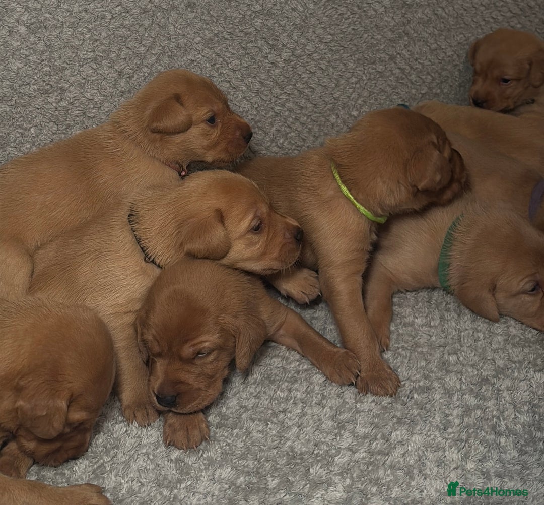 Labrador Retriever dogs for sale: Labrador Retriever Puppies - Raised in Family Home - Advert 16