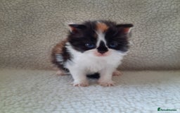 Scottish Fold cats for sale: SOLD----TICA Registered Scottish Straight Neutered - Image 5