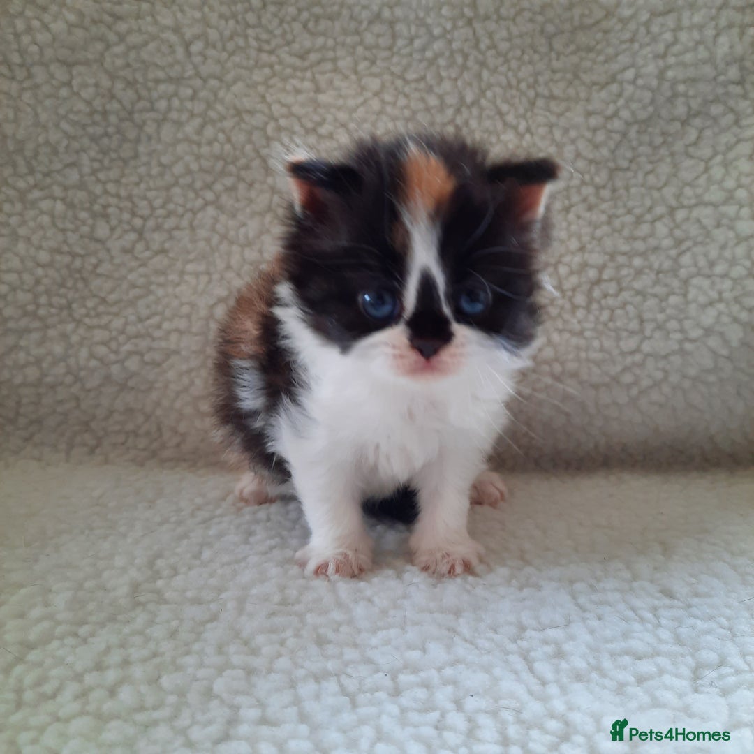 Scottish Fold cats for sale: SOLD----TICA Registered Scottish Straight Neutered - Image 5