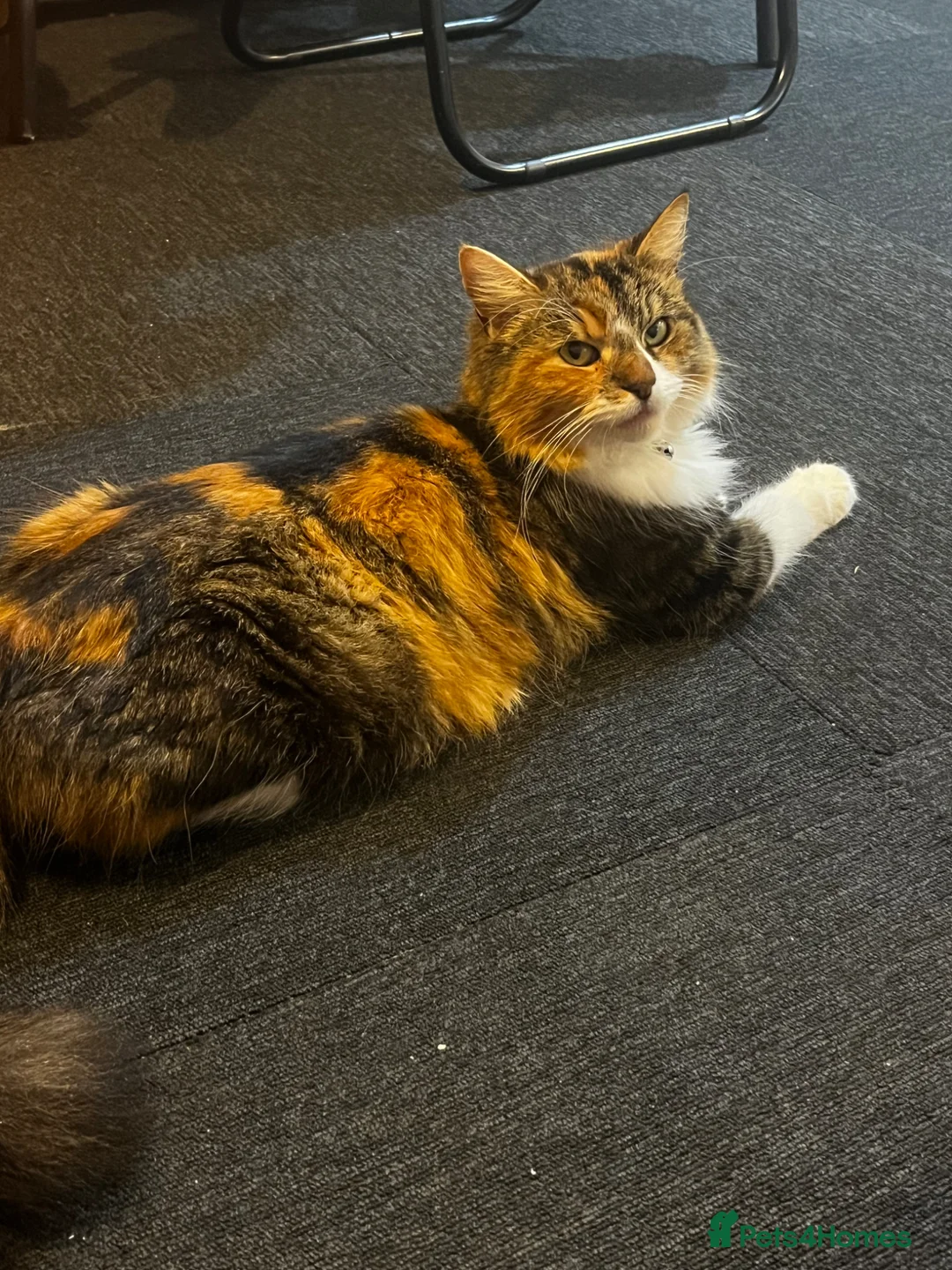 Mixed Breed cats for sale: Kittens  - Advert 1