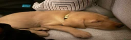 Labrador Retriever dogs for sale: KC Registered Labrador Bitch Puppy - Advert 8