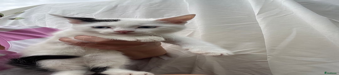 Ragdoll Kitten 1