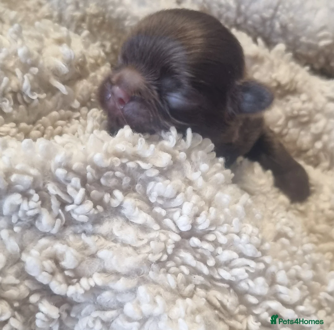 Chihuahua dogs for sale: Beautiful Long Haired Chihuahua Puppies - Advert 2