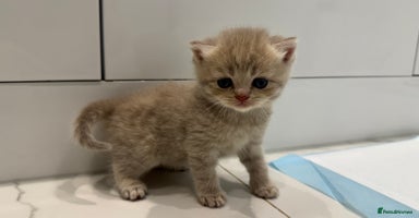 Scottish Fold cats - Advert 12